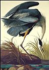 John James Audubon Great Blue Heron painting